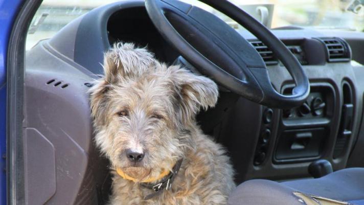 È successo in Florida. Alla guida c’era Max, il cane del proprietario dell’auto. I poliziotti sono riusciti ad aprire la macchina e nessuno è rimasto ferito. Video dal profilo Facebook della polizia di Port St. Lucie
