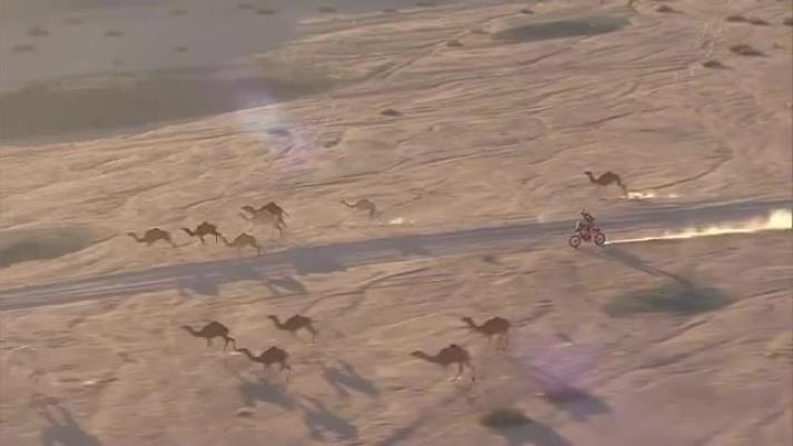 Ecco una delle immagini più suggestive della Dara 2020. Una moto attraversa il deserto inseguita per qualche secondo da un gruppo di dromedari.