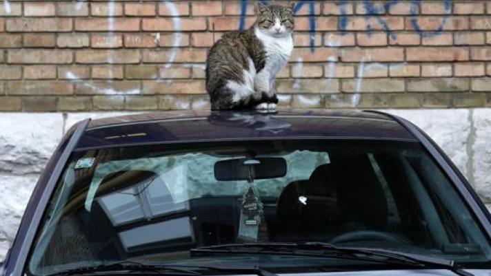 Un gatto sul tetto di una macchina a Fiume in Croazia. Epa