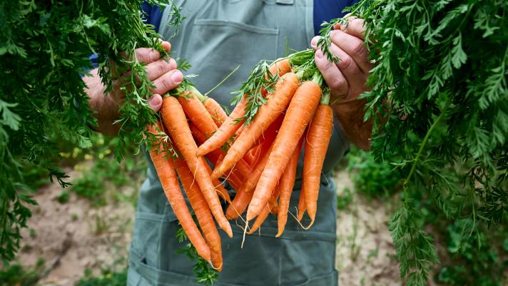 un agricoltore con alcune carote in mano