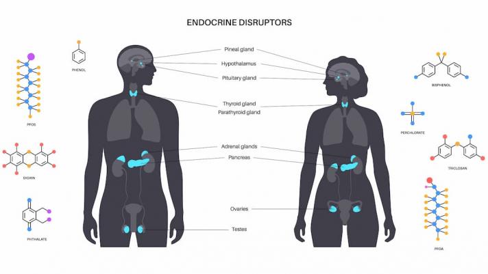 interferenti endocrini