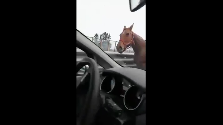 Cavallo tangenziale napoli