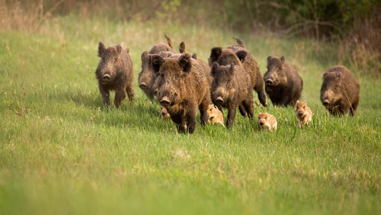 Trichinellosi: sintomi, cosa è e come arriva nell'uomo, cura ...