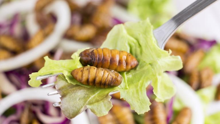 Mangiare insetti? Secondo uno studio fa addirittura bene