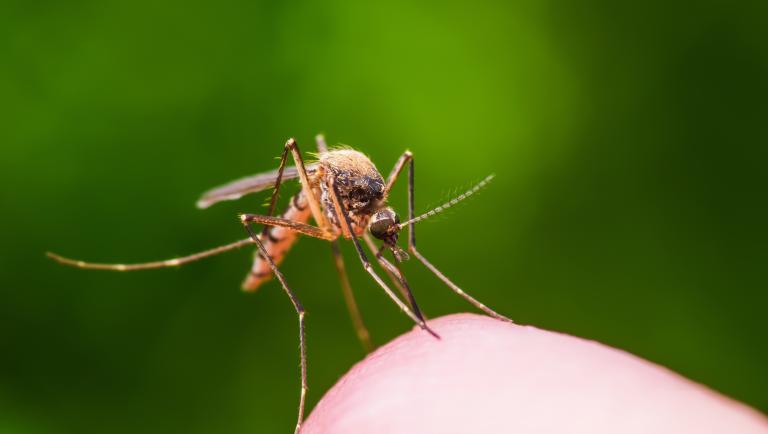 Malaria: una protezione efficace è importante