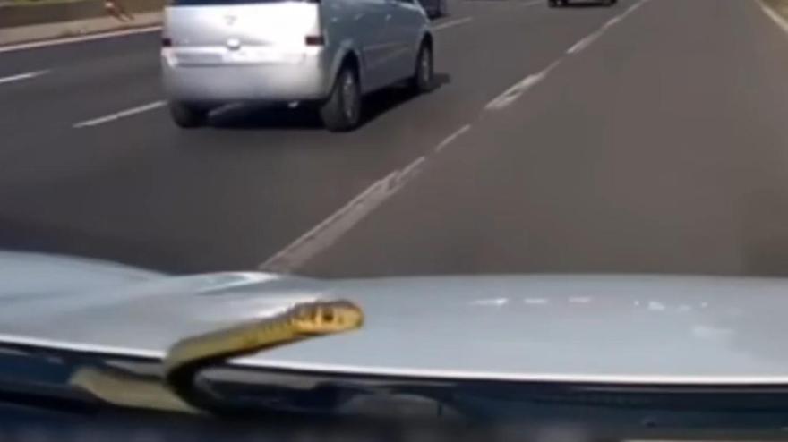 Sul cofano dell'auto spunta un serpente