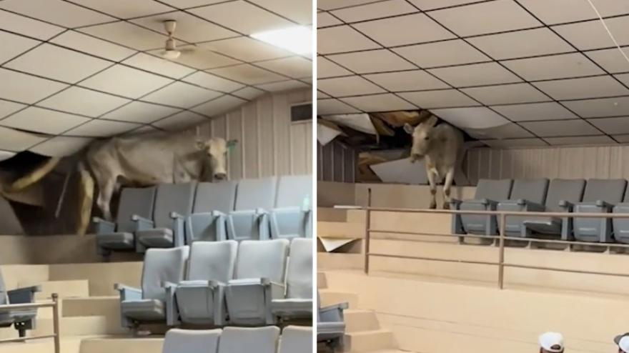 Mucca scappa in gradinata e distrugge il soffitto: panico tra i presenti Mucca scappa in gradinata e distrugge il soffitto: panico tra i presenti
