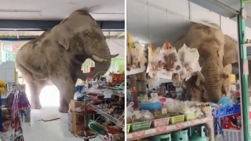 Incredibile in Thailandia: elefante entra in un negozio e ruba dolci e banane Incredibile in Thailandia: elefante entra in un negozio e ruba dolci e banane