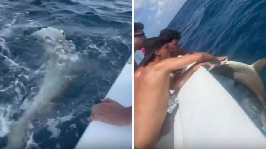 Joao Felix "pesca" uno squalo: il video delle polemiche Joao Felix "pesca" uno squalo: il video delle polemiche