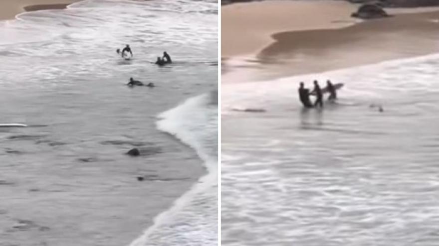 Australia, terrore in spiaggia: squalo attacca un surfista e lo segue fino a riva Australia, terrore in spiaggia: squalo attacca un surfista e lo segue fino a riva