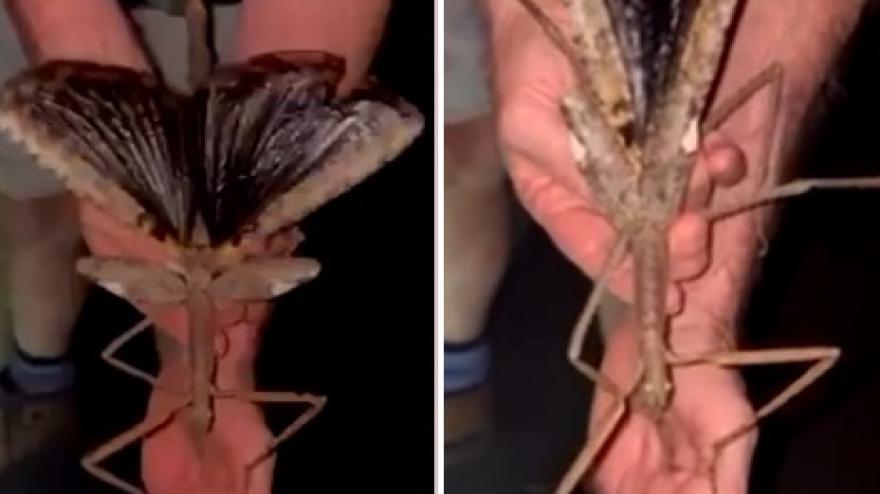 insetto stecco gigante pesa come una pallina da golf la scoperta in australia