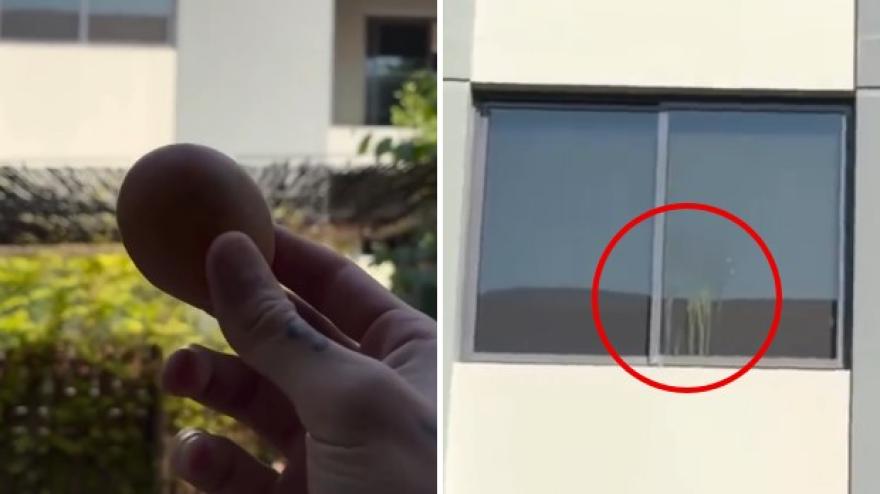 Altro che omelette! Theo Hernandez risveglia Nunez con un uovo... sulla finestra