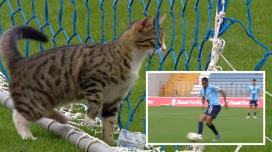 Un portiere così non si era mai visto! Il gatto distrae l'attaccante e lui...