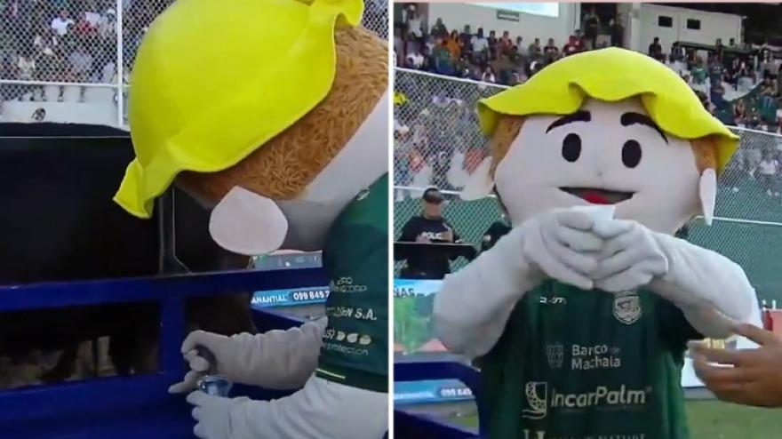Da non credere in Ecuador: mascotte munge una capra in campo!