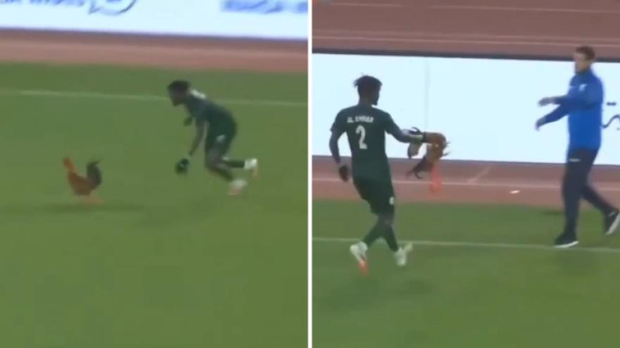 L'invasione che non ti aspetti: gallo entra in campo e viene preso così