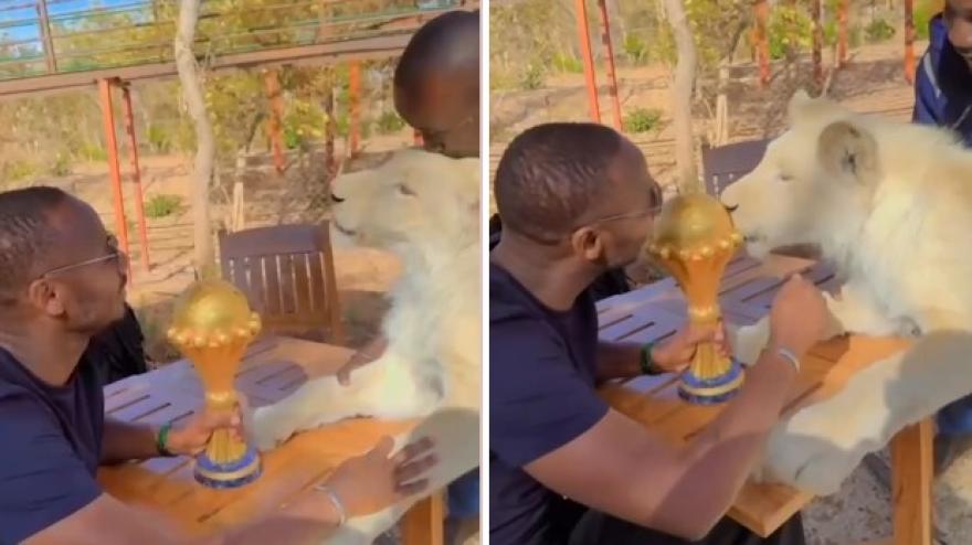 Coppa d'Africa, un leone protegge il trofeo: la posizione del Senegal è radicale