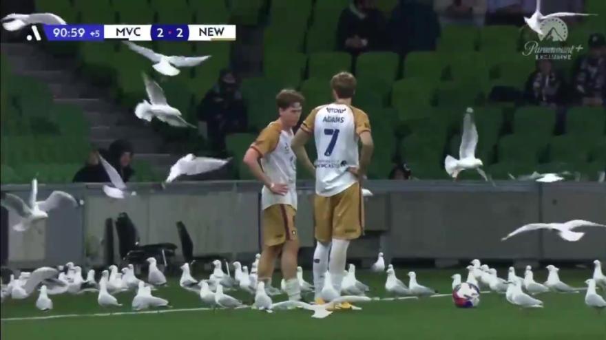 Australia, gabbiani invadono il campo in Melbourne Victory-Newcastle Jets