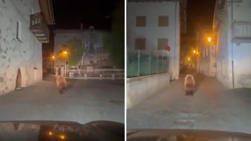 L’orso sbuca tra le case e corre nella notte: il v