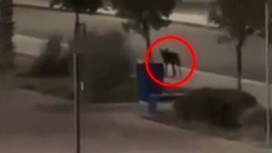 Noicattaro, un lupo a spasso per strada: aggredito un bambino di 6 anni