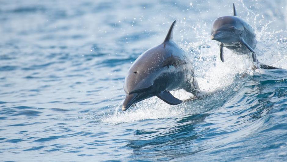 Surfista evita squalo grazie a delfini e aereo