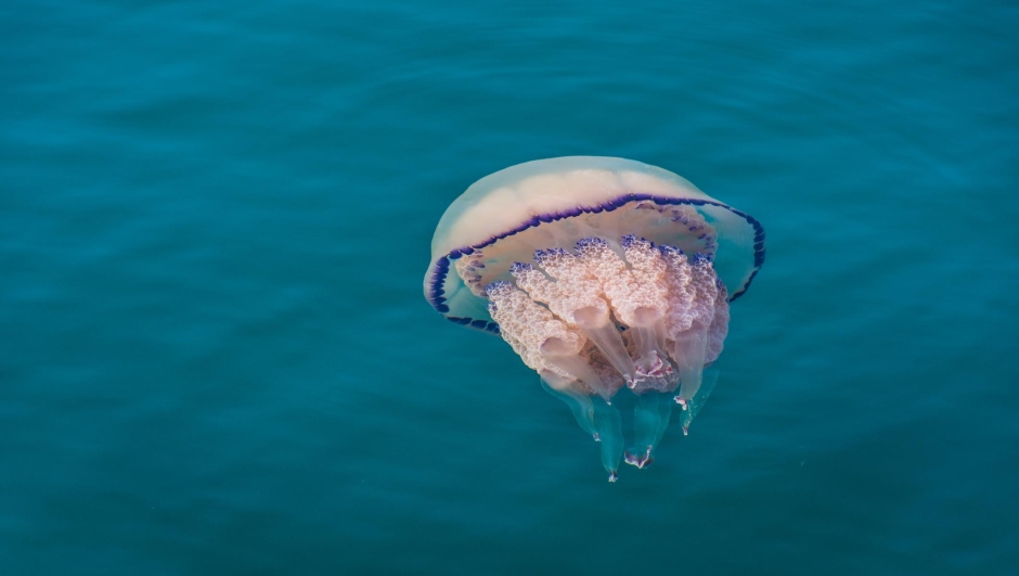 Barrel jellyfish (Rhizostoma pulmo) in pink and lilac swimming in the turquoise blue water. Taken in port of Trieste, Italy.