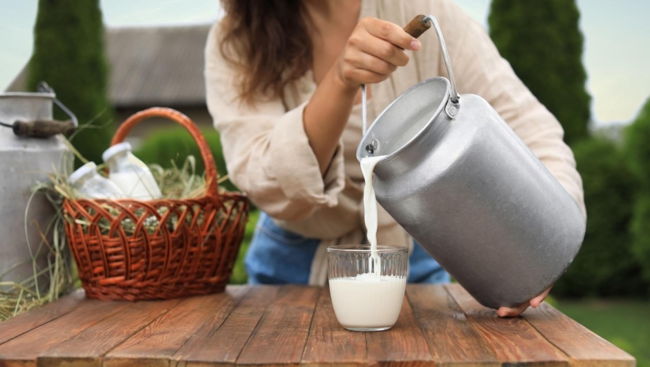 Latte crudo: benefici, rischi e come funziona la vendita in Italia