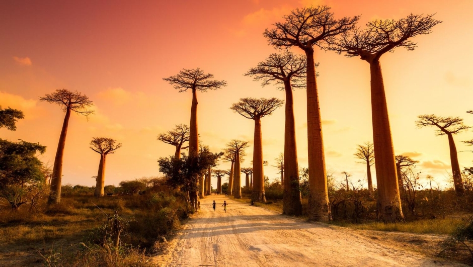 Viaggio in Madagascar? Ecco quali vaccini fare
