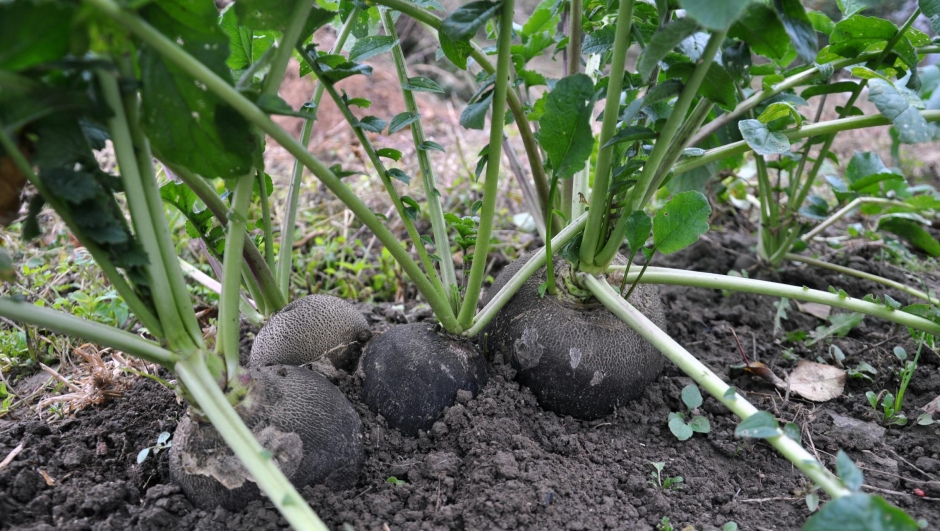 Radish is black winter, which grows in organic soil