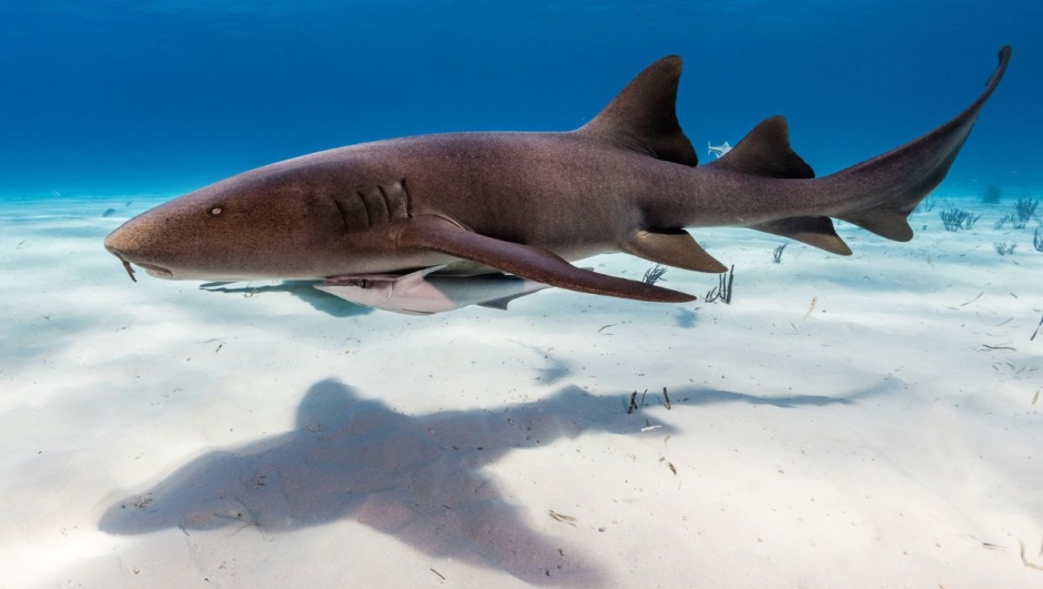 Attacco di squali Bahamas bambino 8 anni a Compass Cay