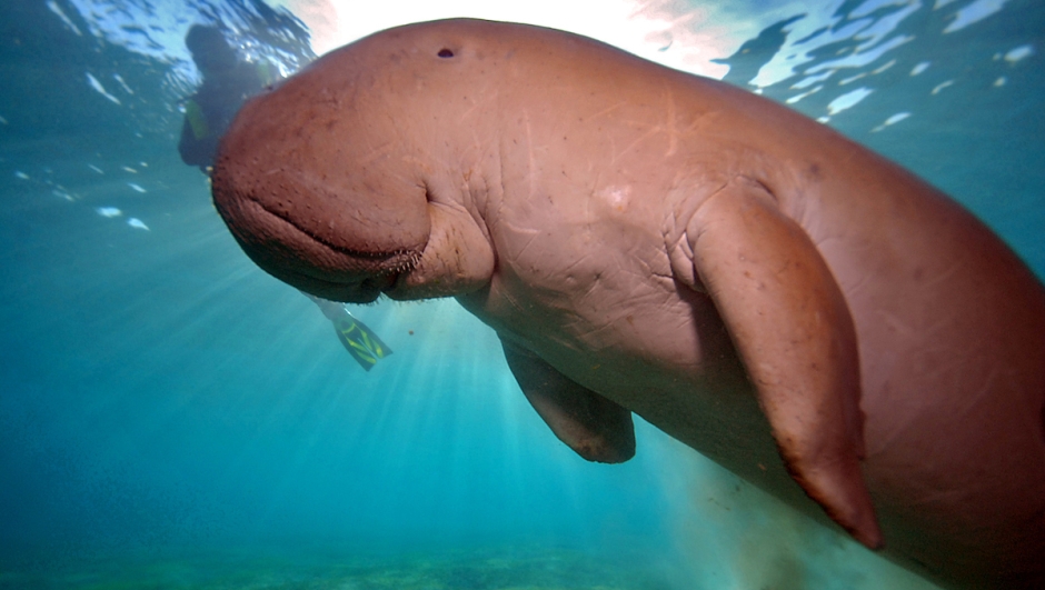 Il dugongo mucca di mare in via di  estinzione