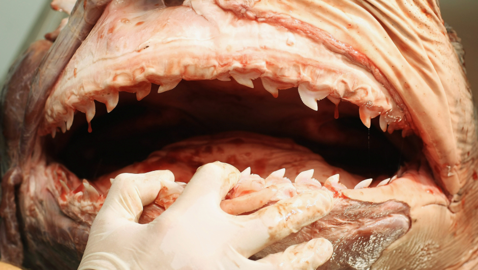 Dan Huber della the University of Tampa, Florida in the USA, controlla la bocca di uno squalo tigre. Ph. Ian Waldie/Getty Images