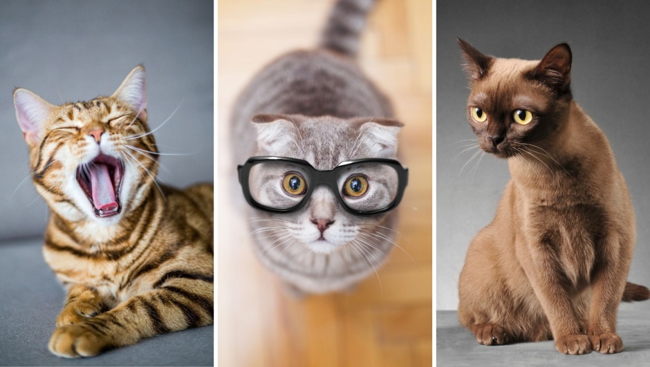 Gatti più intelligenti del mondo