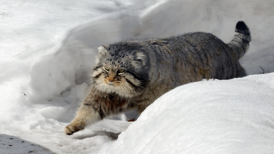 Un gatto Pallas del Monte Everest