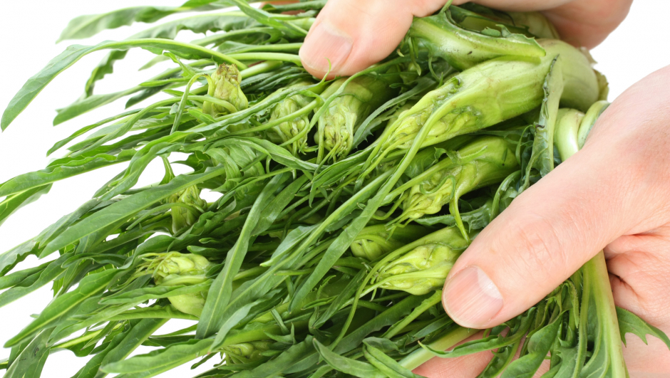 puntarelle (asparagus chicory)