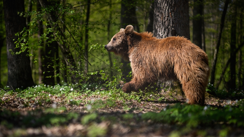 Trentino orso MJ5 sospeso abbattimento dal Tar