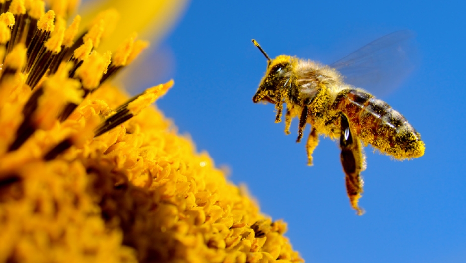 Giornata Mondiale delle api