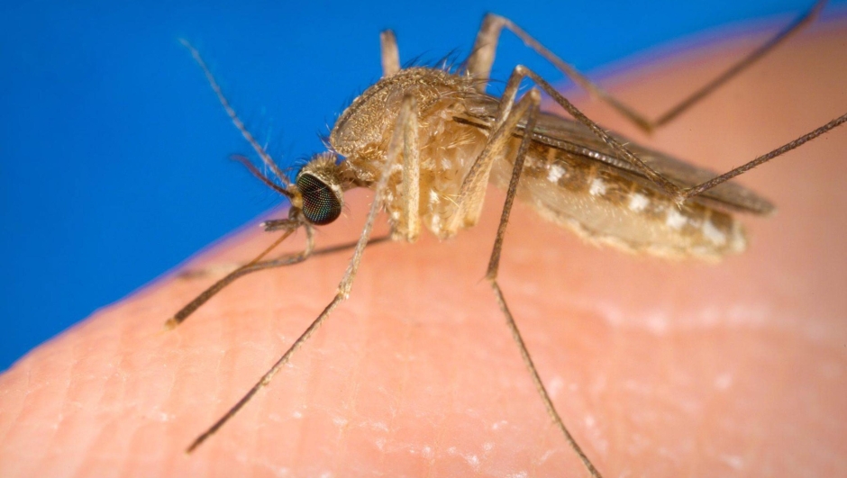 A handout image made available on 22 August 2012 from the Centers for Disease Control showing a Culex quinquefaciatus female mosquito. This species is a known vector for West Nile Virus. The female C. quinquefasciatus mosquito is known as one of the many arthropodal vectors responsible for spreading the West Nile virus to human beings through their bite when obtaining a blood meal. ANSA/JIM GATHANY / CENTERS FOR DISEASE CONTROL / HANDOUT  HANDOUT EDITORIAL USE ONLY/NO SALES
