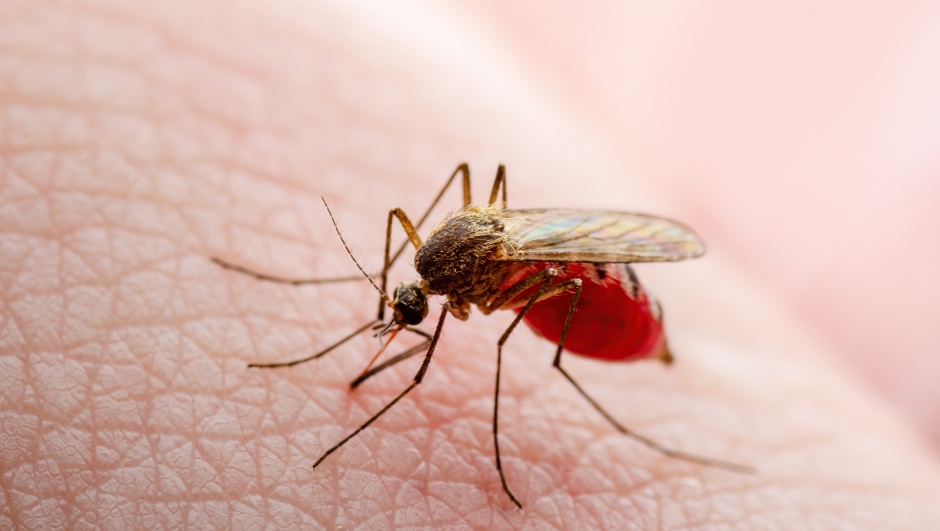 zanzare pericolose