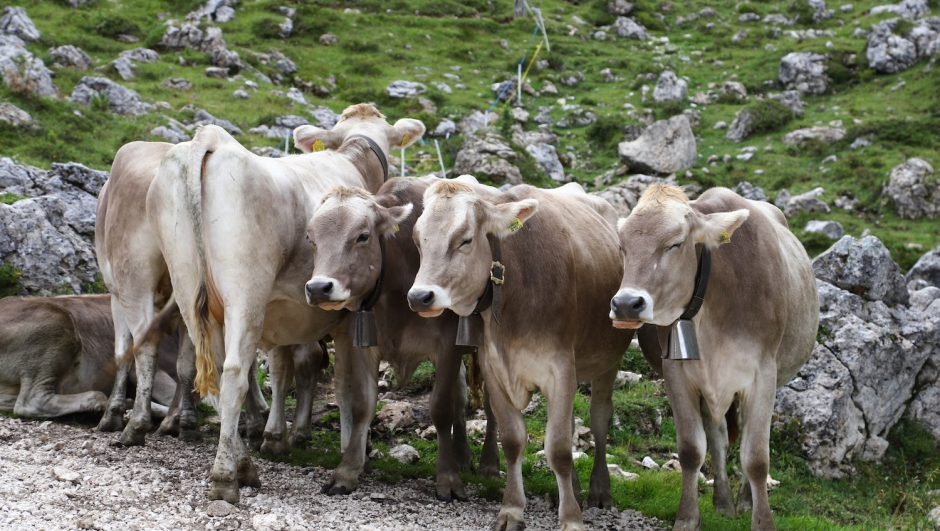 Mandria di mucche attacca un gruppo di turisti in Alto Adige