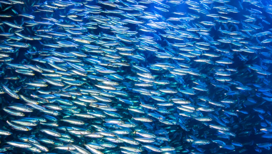 Differenze tra acciughe, sardine e alici