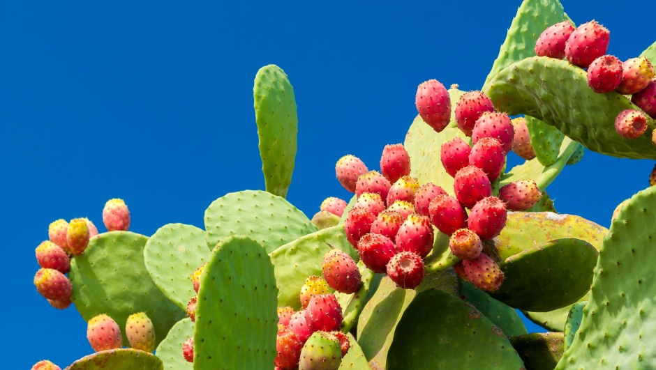 Prickly pears with red fruits and blue sky in background