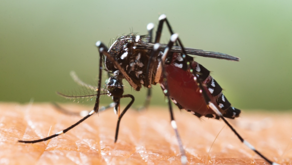 Febbre Dengue aumentano i casi in Italia quali i sintomi