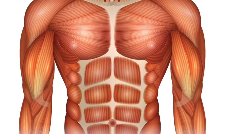 Muscles of the human body, torso and arms, beautiful colorful illustration.