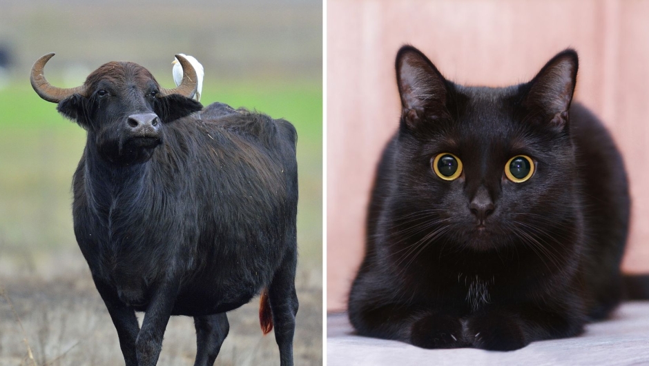 Oggi è la Giornata del Gatto Nero, la ricorrenza nata da... una bufala