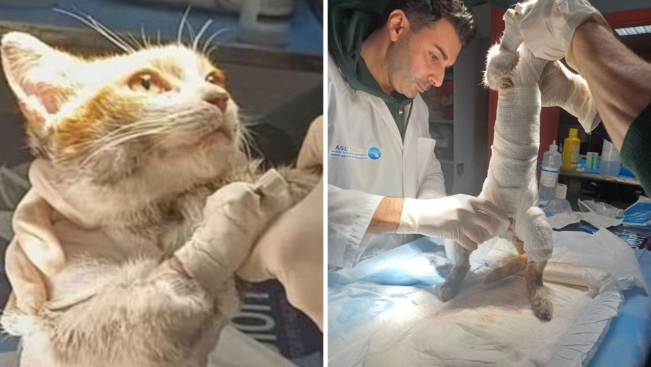 Gatto Leone morto dopo torture