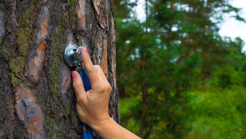 A hand holds a phonendoscope instrument with a bark of pine tree in the forest.