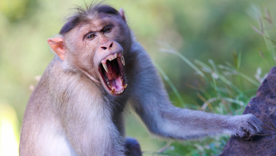 Virus delle scimmie sintomi cure e contagio