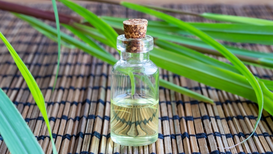 A bottle of essential oil with fresh lemon grass on a table