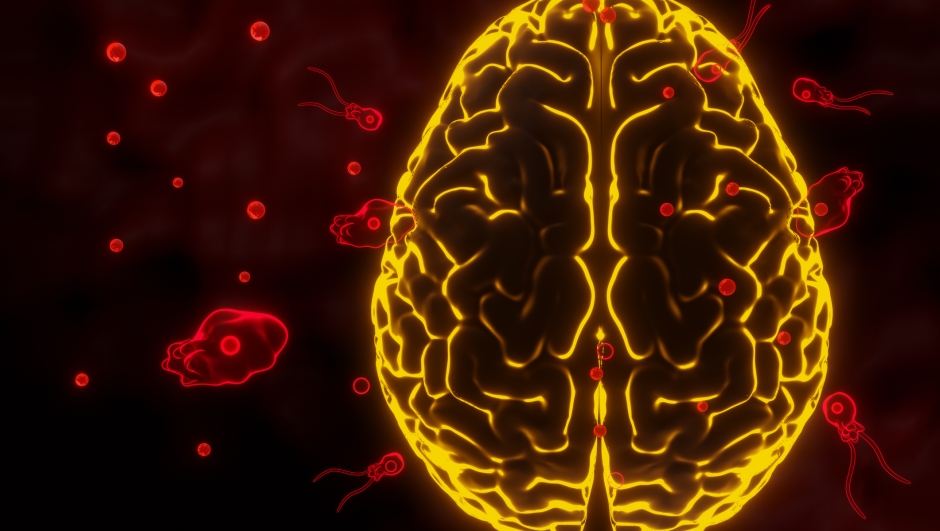 Meningoencefalite amebica: cos'è l'infezione cerebrale da ameba