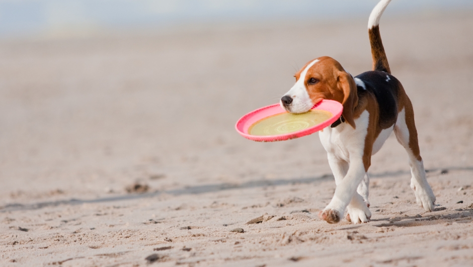 Allenamento con cane in vacanza sport in spiaggia